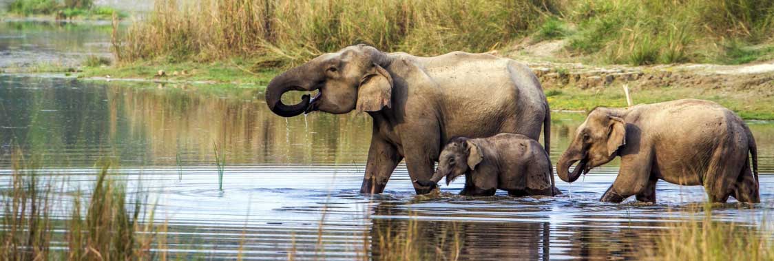 Chitwan National Park Nepal